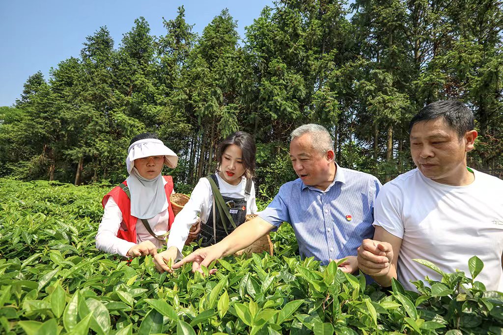 采茶助農(nóng)正當時 主題黨日暖人心