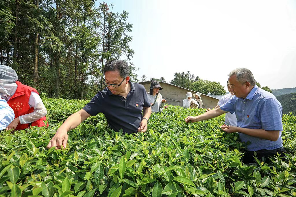 采茶助農(nóng)正當時 主題黨日暖人心